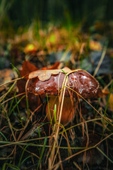 Piękny podgrzybek brunatny jesienną porą