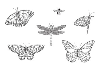 Collection of drawings of butterflies, dragonflies and bees. Vector illustration.