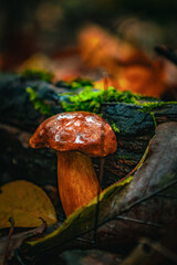 Piękny podgrzybek brunatny jesienną porą © Dominik Zarębski