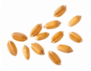 Obraz premium wheat grains isolated on white background. top view