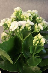 A close-up of a blooming kalanchoe with white buds is the perfect photo for topics such as interior landscaping, caring for indoor plants, spring decor, and eco-friendly lifestyles.