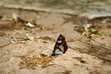 The elegance of a butterfly, perched gracefully on the earth, surrounded by fallen leaves.