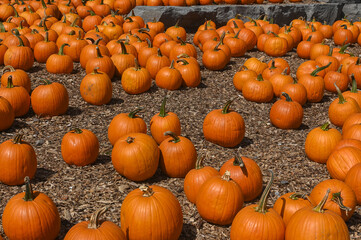 Pumpkin Patch Fall Harvest Background