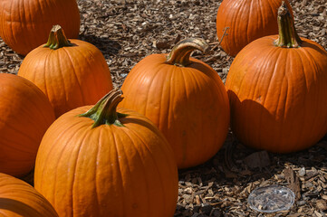 Pumpkin Patch Fall Harvest Background