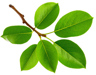 Fototapeta premium Single Pear Twig with Leaves, Top-Down View, Transparent Background