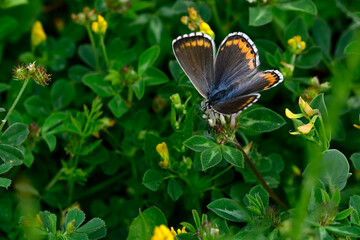 Himmelblauer Bläuling - Weibchen // Adonis blue - female (Lysandra bellargus) - Kleiner Prespasee, Albanien