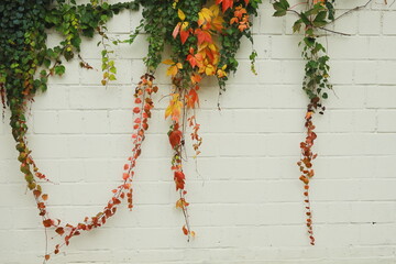 Autumn ivy vines with red, yellow, and green leaves hanging down on a white brick wall. Minimalist, bright and airy seasonal composition.