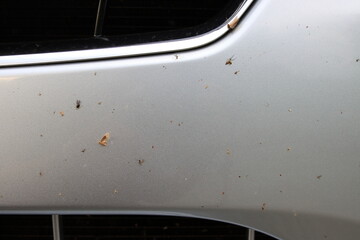高速を走行後に付いた虫