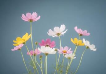 Fototapeta premium Vibrant Cosmos Flowers Against Soft Blue Background in Bloom