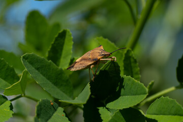 The bordered shieldbug (Carpocoris fuscispinus) with sharp shoulders and orange-brown patterns sits...