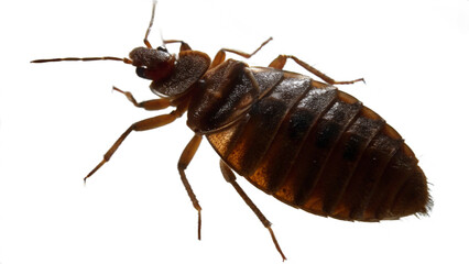 Bed Bug , isolated on a transparent background PNG