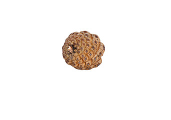 Small, closed, rounded pine cone with a delicate reflection, perfectly isolated on a transparent background. Great for Autumn, nature, or Christmas design elements