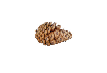 An open, textured pine cone with a delicate reflection, perfectly isolated on a transparent background. Great for Autumn, nature, or rustic Christmas design elements
