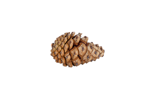An open, textured pine cone with a delicate reflection, perfectly isolated on a transparent background. Great for Autumn, nature, or rustic Christmas design elements