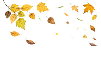 a falling autumn leaves. autumn leaves background