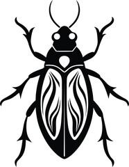 colorado potato beetle