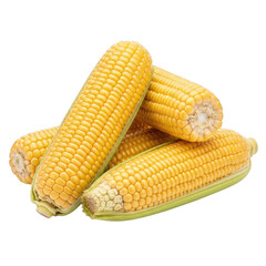 Pile of Fresh Yellow Corn Cobs with Green Husks on Background maize
