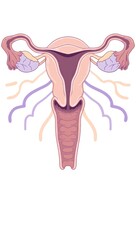 Female Endocrine System with Hormonal Focus in Soft Tones