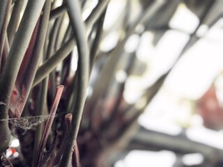 plant stems exposed to light