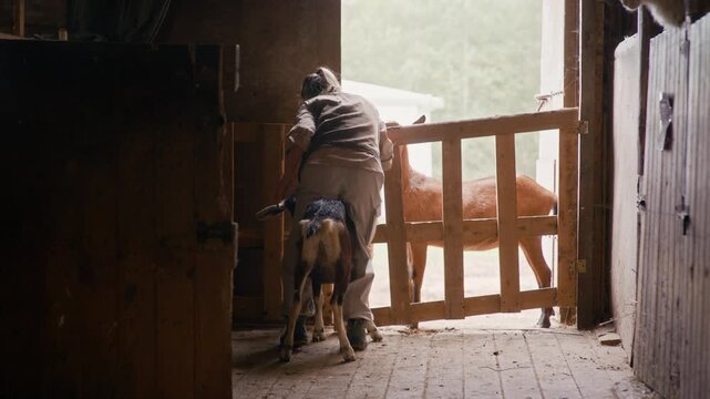 Full shot of young Caucasian female farmer in workwear unsuccessfully trying to pull stubborn domestic goat out of barn and sighing heavily