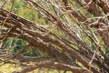 Dry branches, natural backgrounds and textures