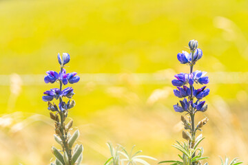 Natural silhouettes of straw and flowers with a yellow background 