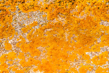 Natural texture, orange moss for wallpaper.