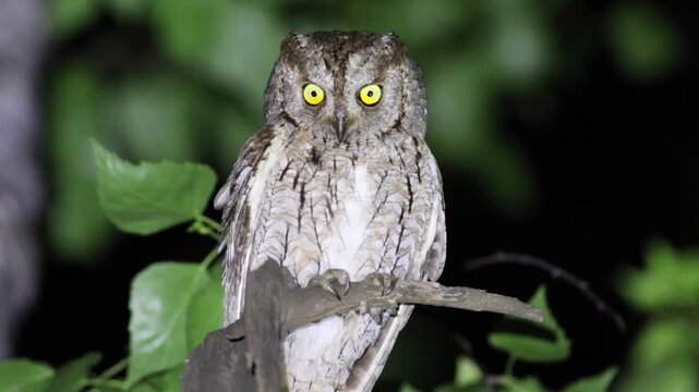 Eurasian scops owl, Otus scops. A bird sits on an old broken tree trunk