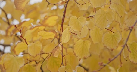 A vibrant display of golden autumn leaves on branches, capturing the essence of the fall season.