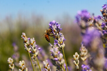 Honey bee collecting nectar on lavender flower in summer