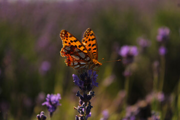 Orange butterfly on lavender flower in sunlight