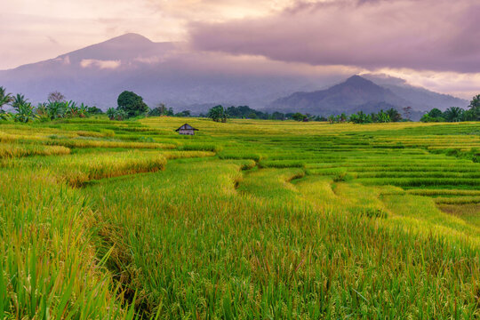 Beautiful morning view indonesia Panorama Landscape paddy fields with beauty color and sky natural light