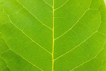 Macro leaves,Macro photography reveals the intricate vein pattern of a green leaf, highlighting the details of plant biology.