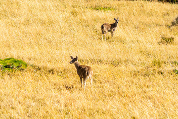 White tailed deer, Antisana National Park.