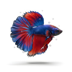 A very beautiful ornamental betta fish.