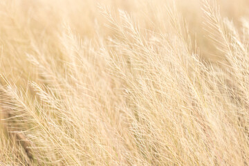 Yellow grass background, blurred focus,Abstract blurred grass background. Selective focus used.