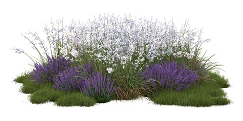 3d render of French lavender bush or lavandula, isolated over transparent background, PNG cut-out
