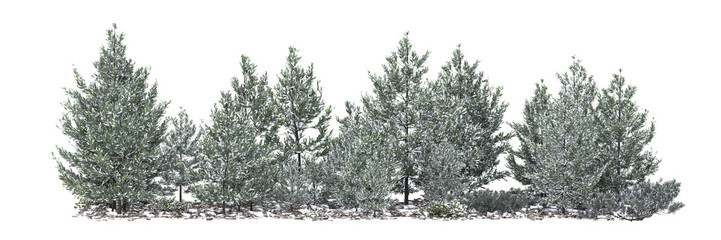 dry tree in winter on a transparent background
