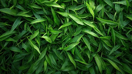 Fototapeta premium Top view of a vibrant green field captured in a horizontal shot.