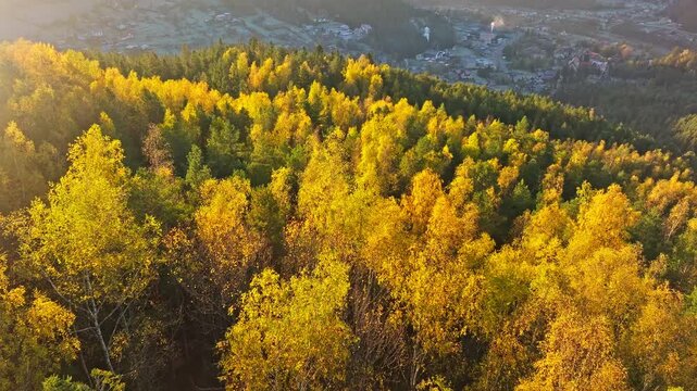 Aerial view colorful forest mountain travel scenic morning summer sun