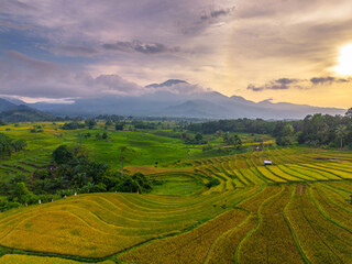 Fototapeta premium Beautiful morning view indonesia Panorama Landscape paddy fields with beauty color and sky natural light