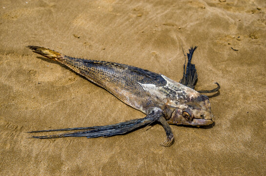 Exocoetidae es una familia de peces marinos  del orden Beloniformes, conocida vulgarmente como peces voladores