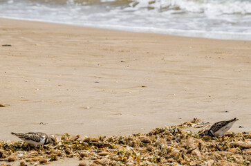 Vuelvepiedras (Arenaria interpres) es un pequeño pájaro que vive en casi todas las playas