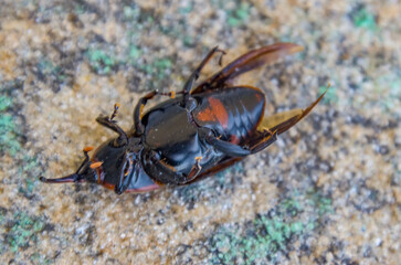 Picudo (Rhynchophorus ferrugineus) es una especie exótica invasiva que contamina las palmeras