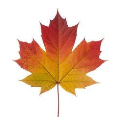 Detailed close-up maple leaf autumn colors vibrant red yellow orange gradient texture