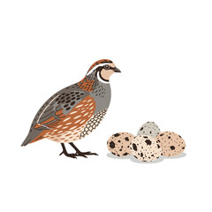 A colorful illustration of a quail standing near a small collection of speckled eggs.