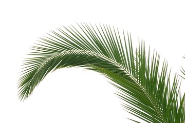 Obraz premium Vibrant green palm frond curves gracefully against a soft white sky