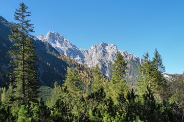 larch trees in the mountains