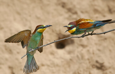 Adult European bee-eaters (Merops apiaster) photographed in close-up against a blurred background