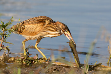 A young and adult little bittern (Botaurus minutus) captured in close-up while hunting and with prey in its beak.